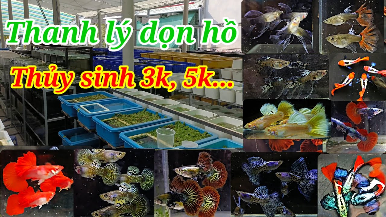 Guppy cá 7 màu #169: cần dọn hồ gấp cá thủy sinh tách bầy 3k, 5k, 8k.. combo dọn hồ gia tốt 