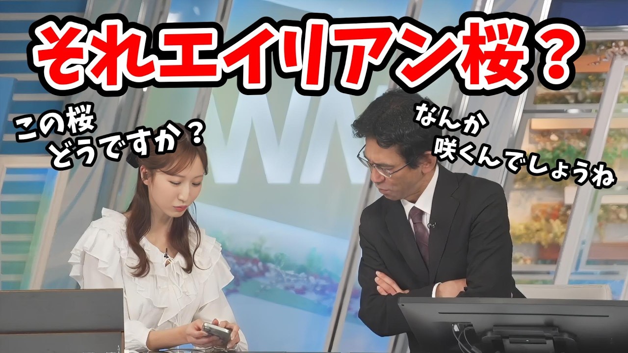 【田辺真南葉・山口剛央】謎の桜をマイ桜に選ぶ真南葉ちゃんにあやちのエイリアン桜を思い出す山口さん【ウェザーニュース切り抜き】