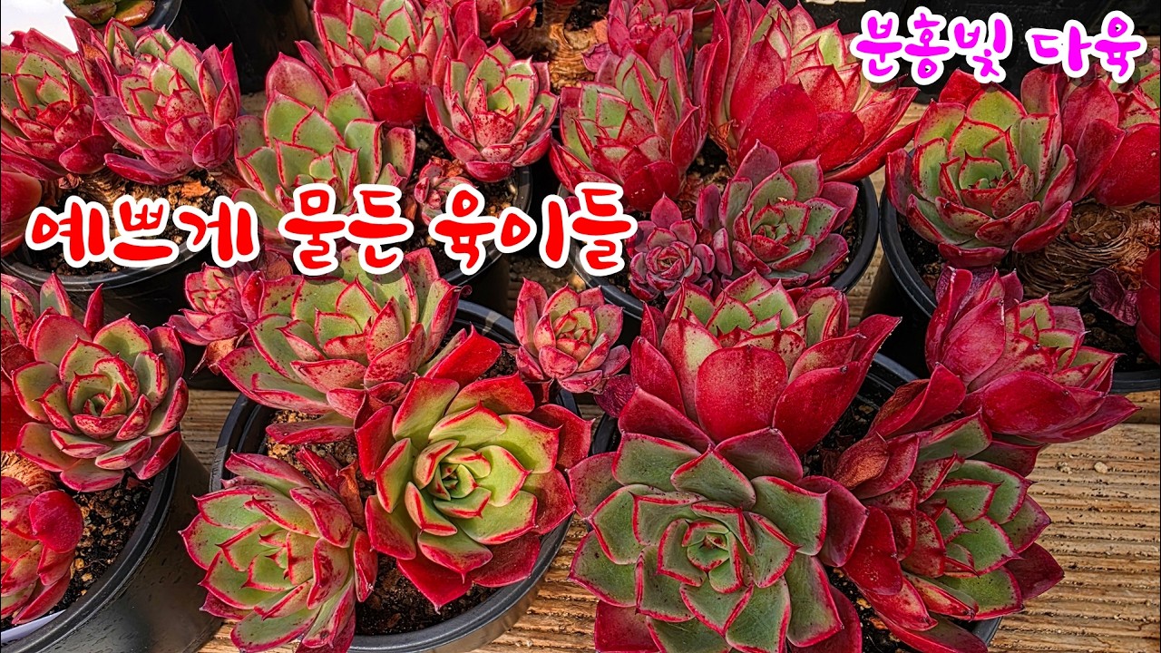 [26/3/11] 예쁘게 물든 중대품,소품 다육이들~
