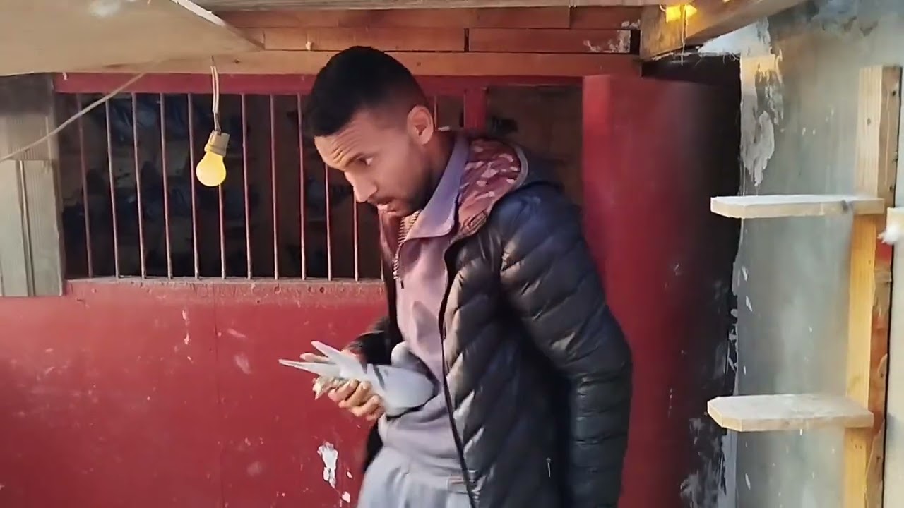 طلقة ناجحة من مطلق الشماعية كنا من الأوائل وشكر وتحيا كبيرة للأخ ميدو لايف من الديار السويدية