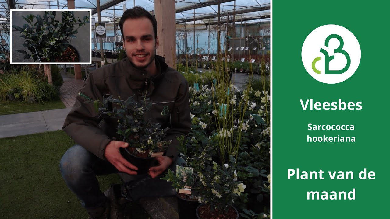 Plant van de maand sarcococca