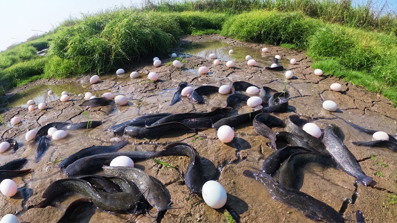 Top Video Best Hand Fishing - Fisherman catch fish & pick a lot of eggs in mud water by skills hand