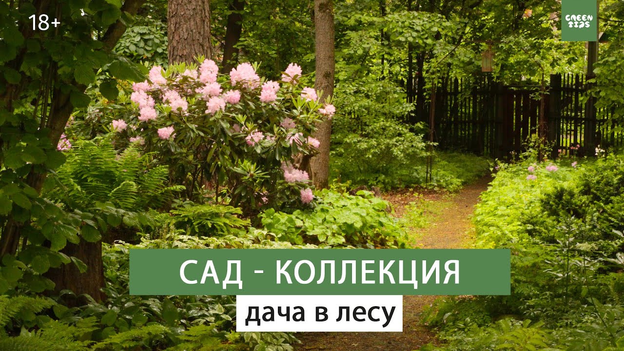 Красивый сад своими руками  Необычные растения