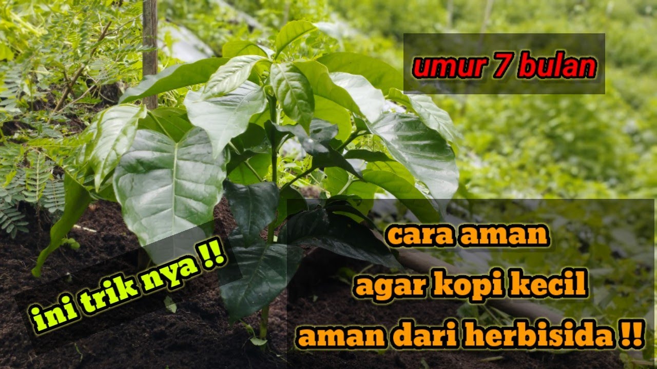 PERLU TAHU|| CARA AMAN AGAR BIBIT KOPI USIA 7 BULAN TIDAK TERKENA HERBISIDA@feryduniatani#bertani