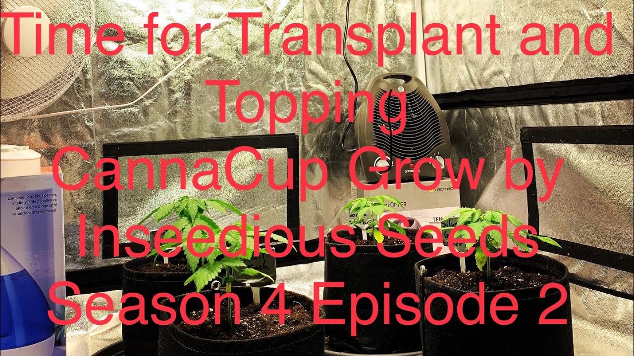 DUTCH GROWER&rsquo;S GROW JOURNAL / TIME FOR TRANSPLANT AND TOP THE PLANTS / INDOOR CANNACUP GROW