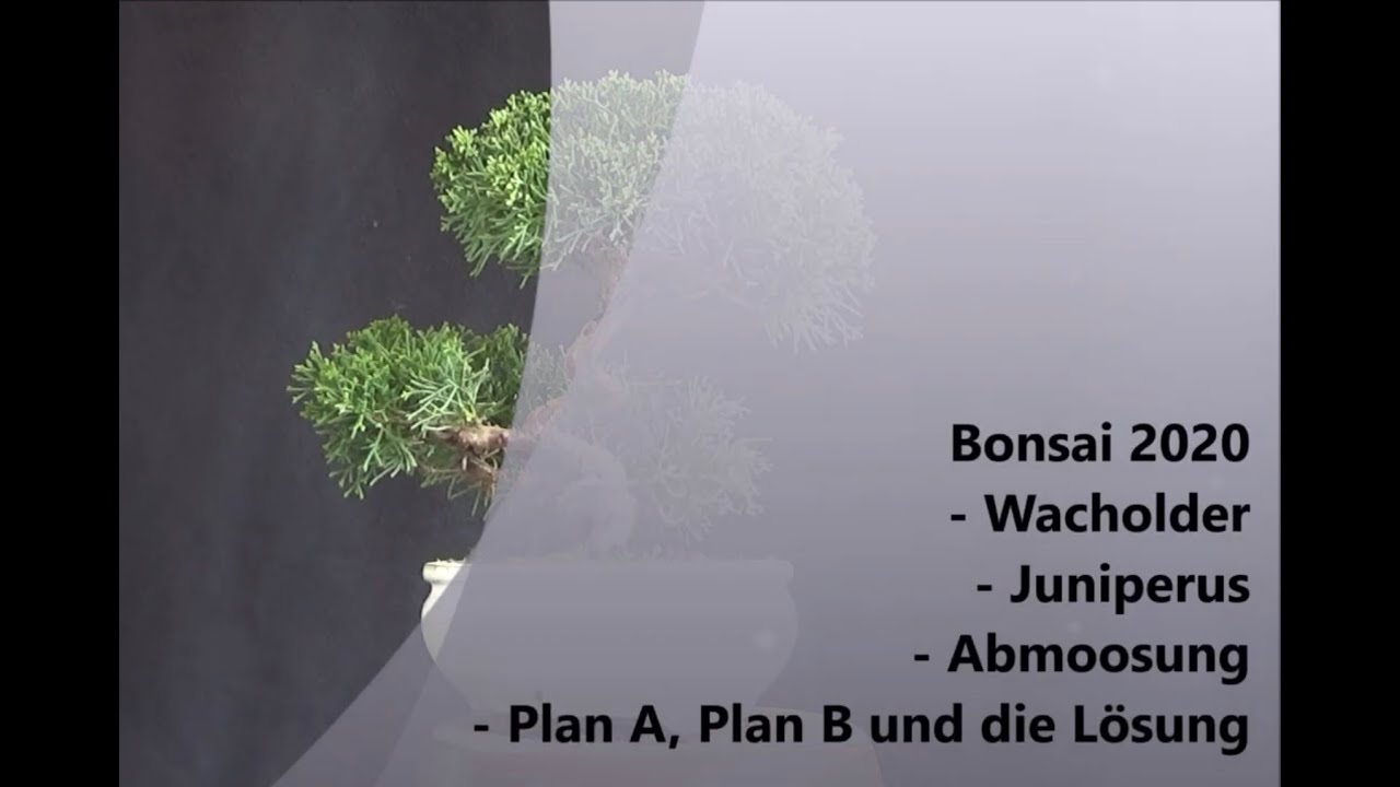 Bonsai 2020-28 - Wacholder - Juniperus - Abmoosung - Plan A, Plan B und die Lösung