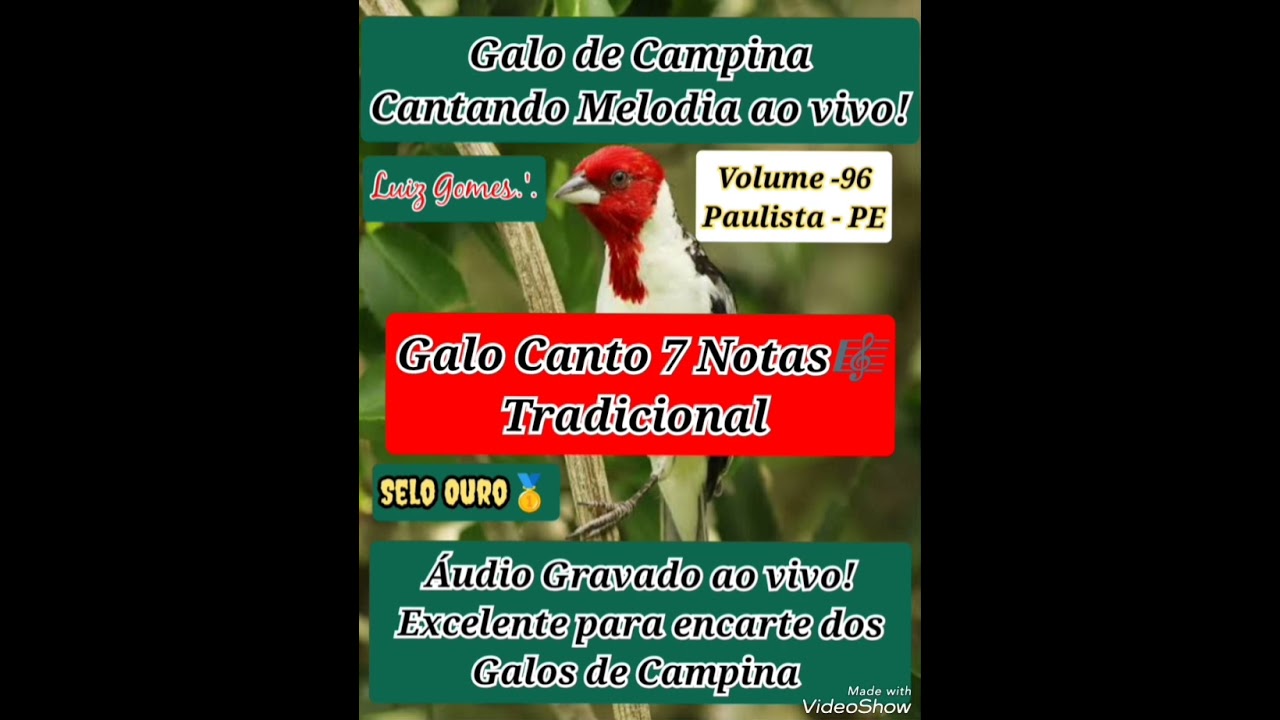 Galo de Campina Canto 7 Notas 🎼🎶 O Canto Excêntrico! O mais belo e apreciado Canto dos Campinas🎼🎶
