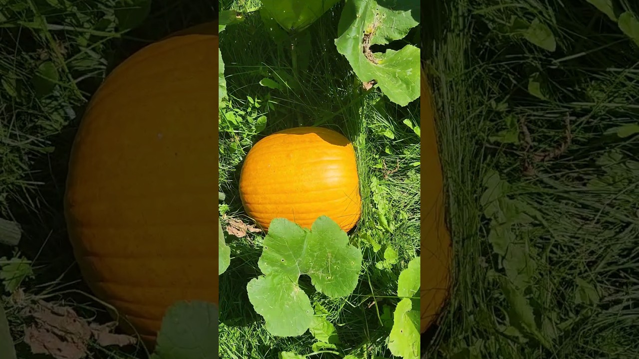Know when to harvest pumpkins. #plant #gardening #garden #food #pumpkin #harvest
