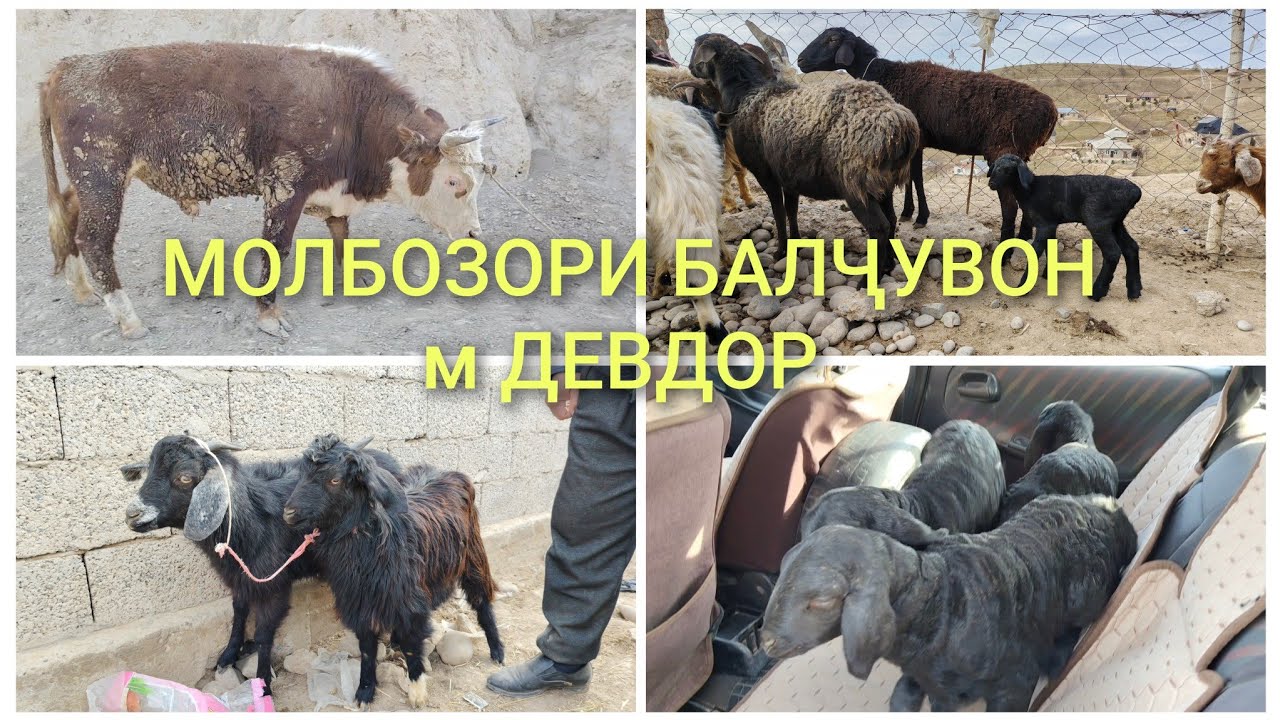 МОЛБОЗОРИ БАЛҶУВОН м ДЕВДОР 15.01.2026