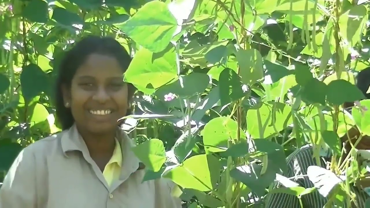 බලංගොඩ බොන්චි වගාව භයානක කෘමි නාශක සමග