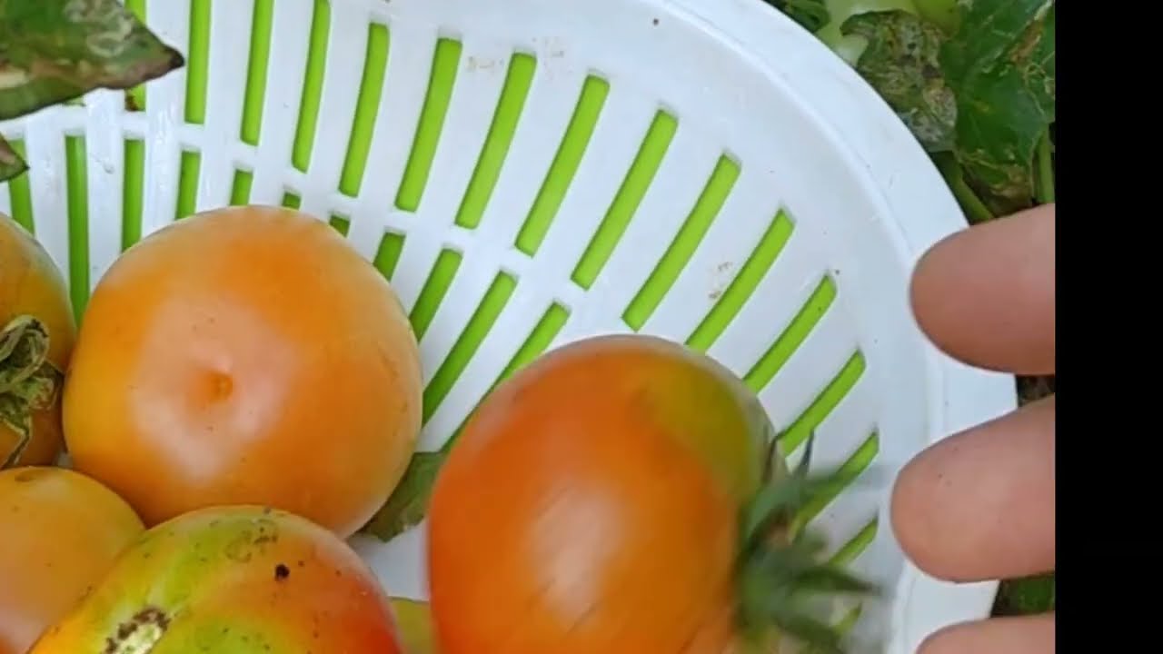ചെറിയ തക്കാളി കൃഷി👍