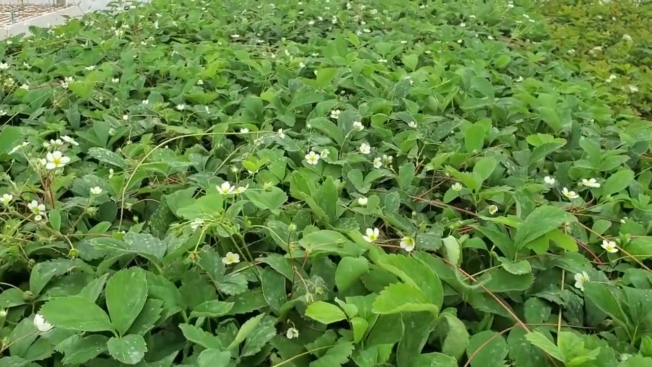 Wild Strawberry (Fragaria vesca) growing in peat plugs at the greenhouse (July 7)