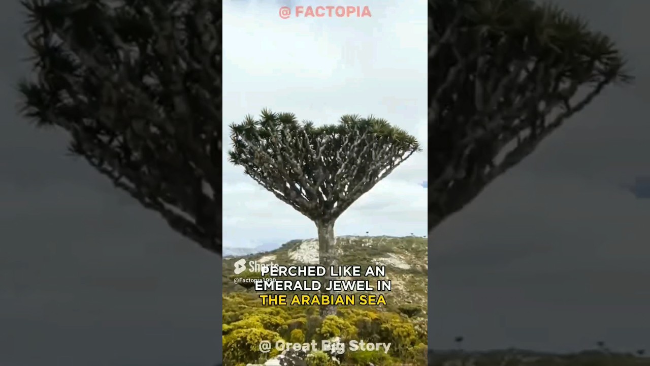 Socotra's Secrets: Dragon's Blood Trees and Unique Flora. #shorts #mystery  #socotraisland #factopia