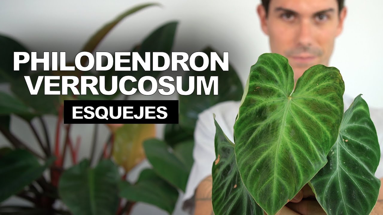 Philodendron VERRUCOSUM ¡me compro 4 ESQUEJES y los pongo a ENRRAIZAR!