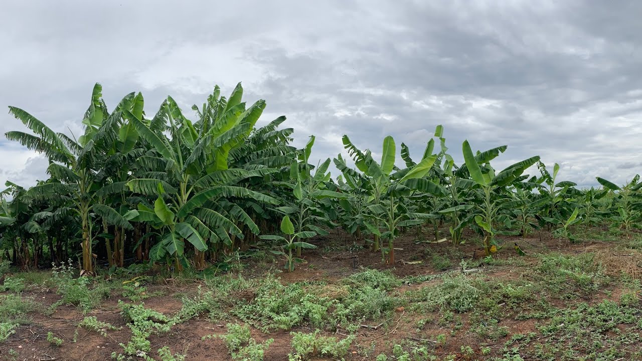 VEJA COMO MINHAS BANANEIRAS FICARAM DEPOIS DAS CHUVAS
