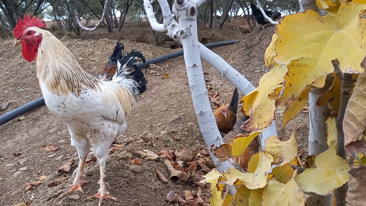 كيفية التعامل مع الدجاج في فصل الشتاء والبرد وتجنب الامراض نصائح مهمة ومفيدة🐓