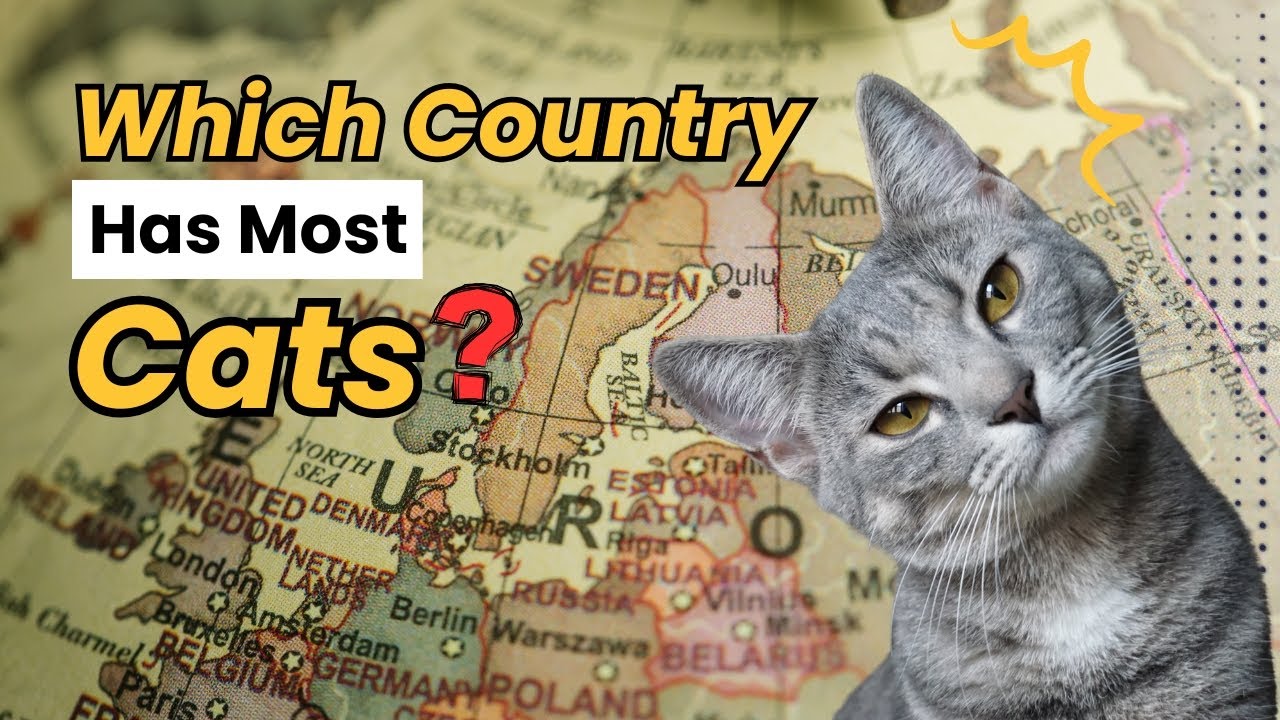 👉 Which Country Has the Most Cats in 2025? 🐱 | Global Cat Population Comparison