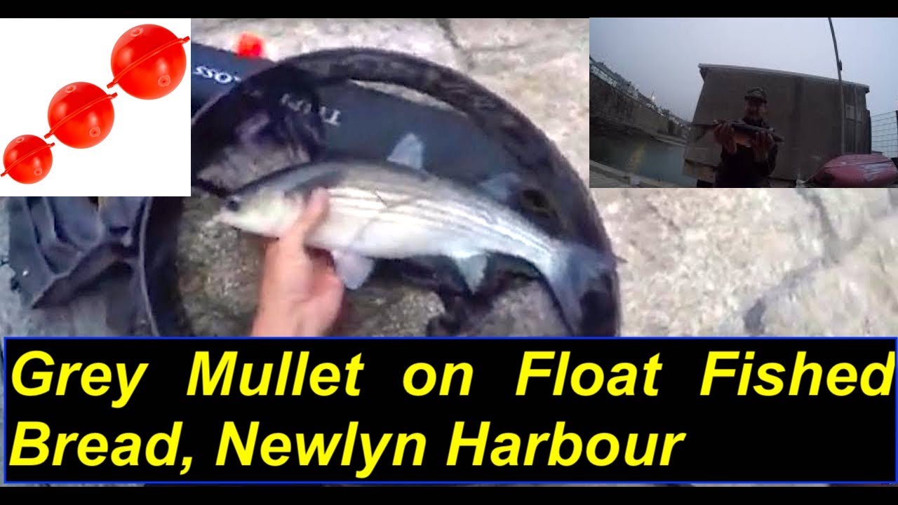 Float Fishing for Harbour Grey Mullet , West Cornwall