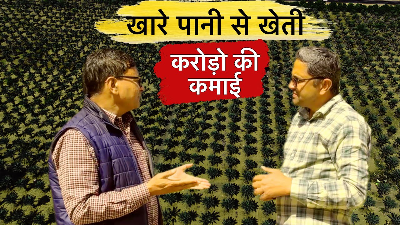 बंजर खेतों में खारेपानी से करे ये खेती करोड़ो की कमाई || Do this farming in the dunes of Rajasthan