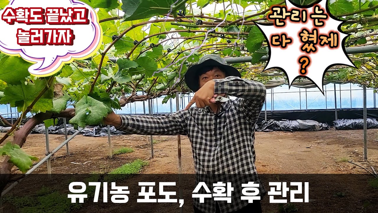 유기농 포도, 수확 후 관리 #샤인머스켓 #유기농 #한살림 #포도