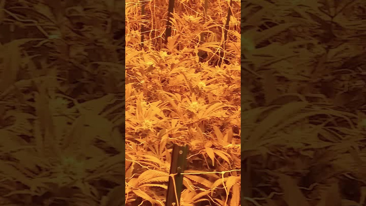 Weed grow op in colorado