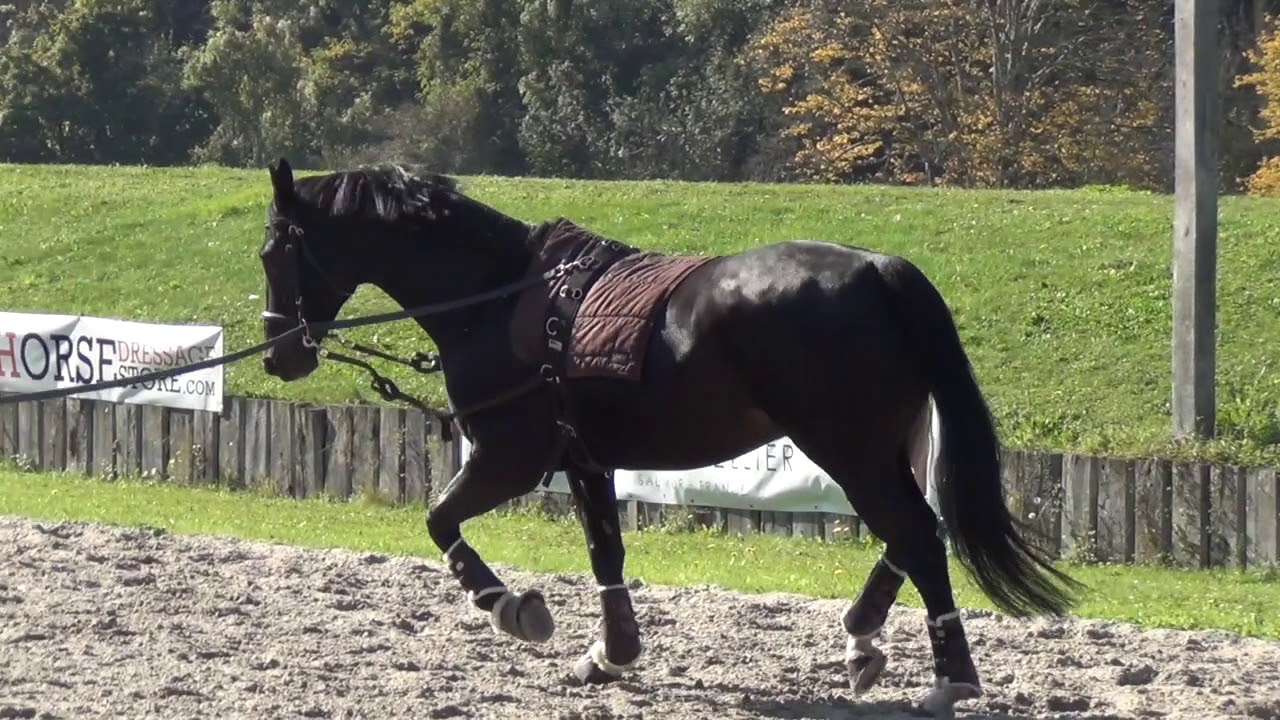 VLOG #11 | Les Coulisses de Pamfou Dressage : Portes Ouvertes
