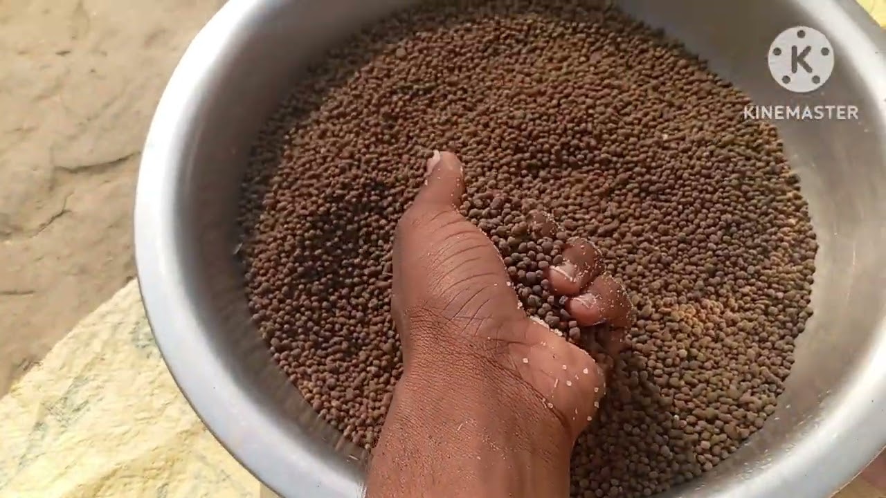 Aajj Maine  apane khet me khaad dar Diya😀