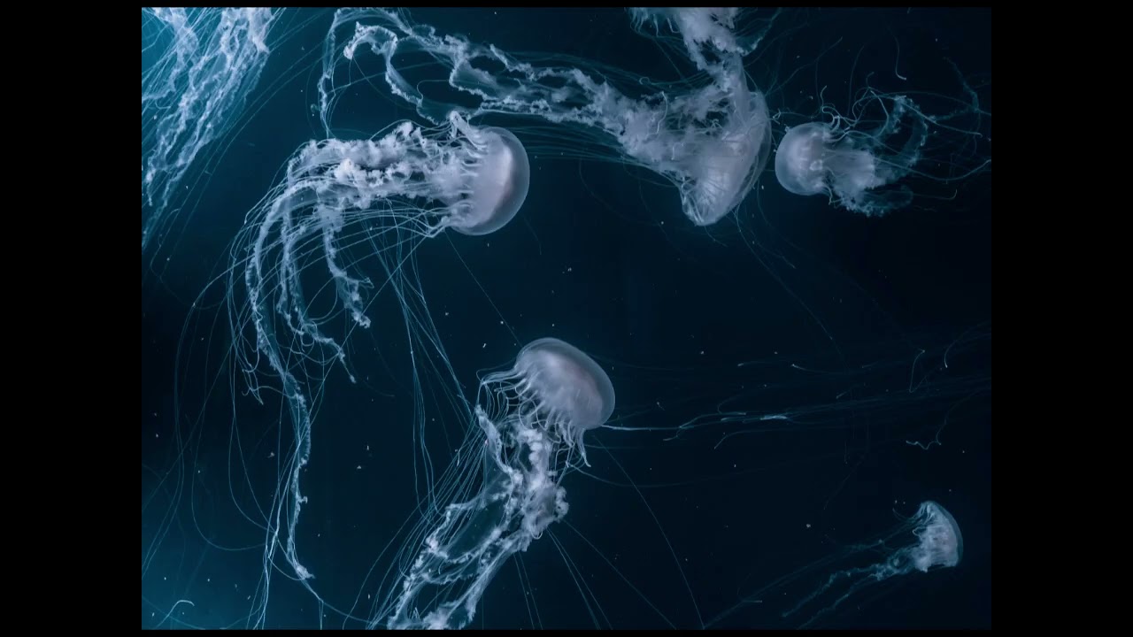 jellyfish one