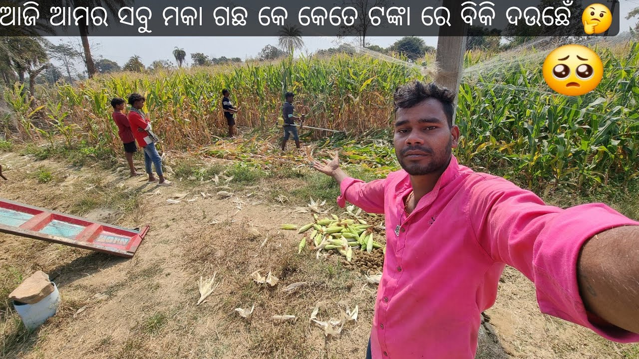  ଆଜି ଆମର୍ ସବୁ ମକା ଗଛ କେ କେତେ ଟଙ୍କା ରେ ବିକି ଦେଉଛେଁ🤔#sambalpurivlog #odiavlog #cornfarming 