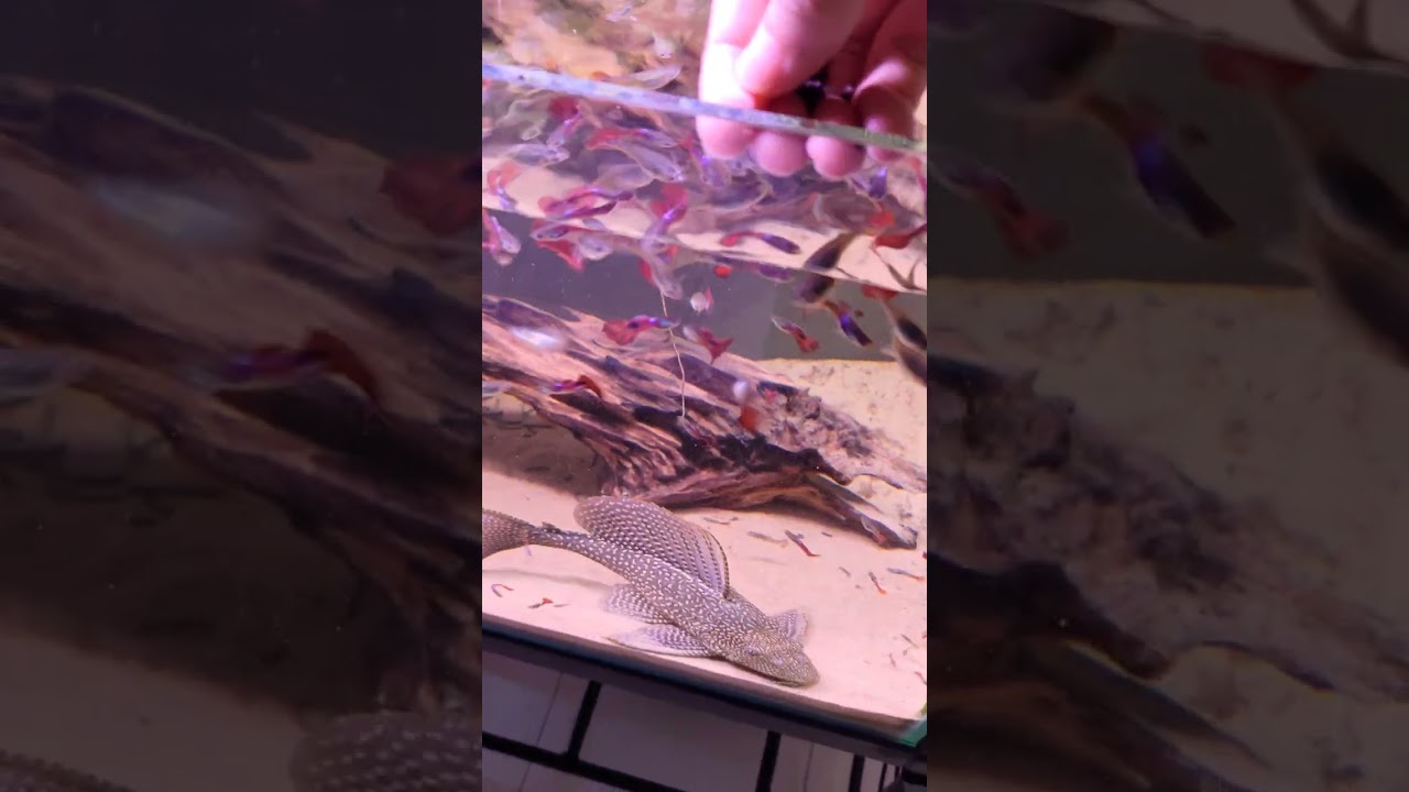 Sanyu Sinking Food for Plecos and Carnivorous Bottom-Feeding Fish