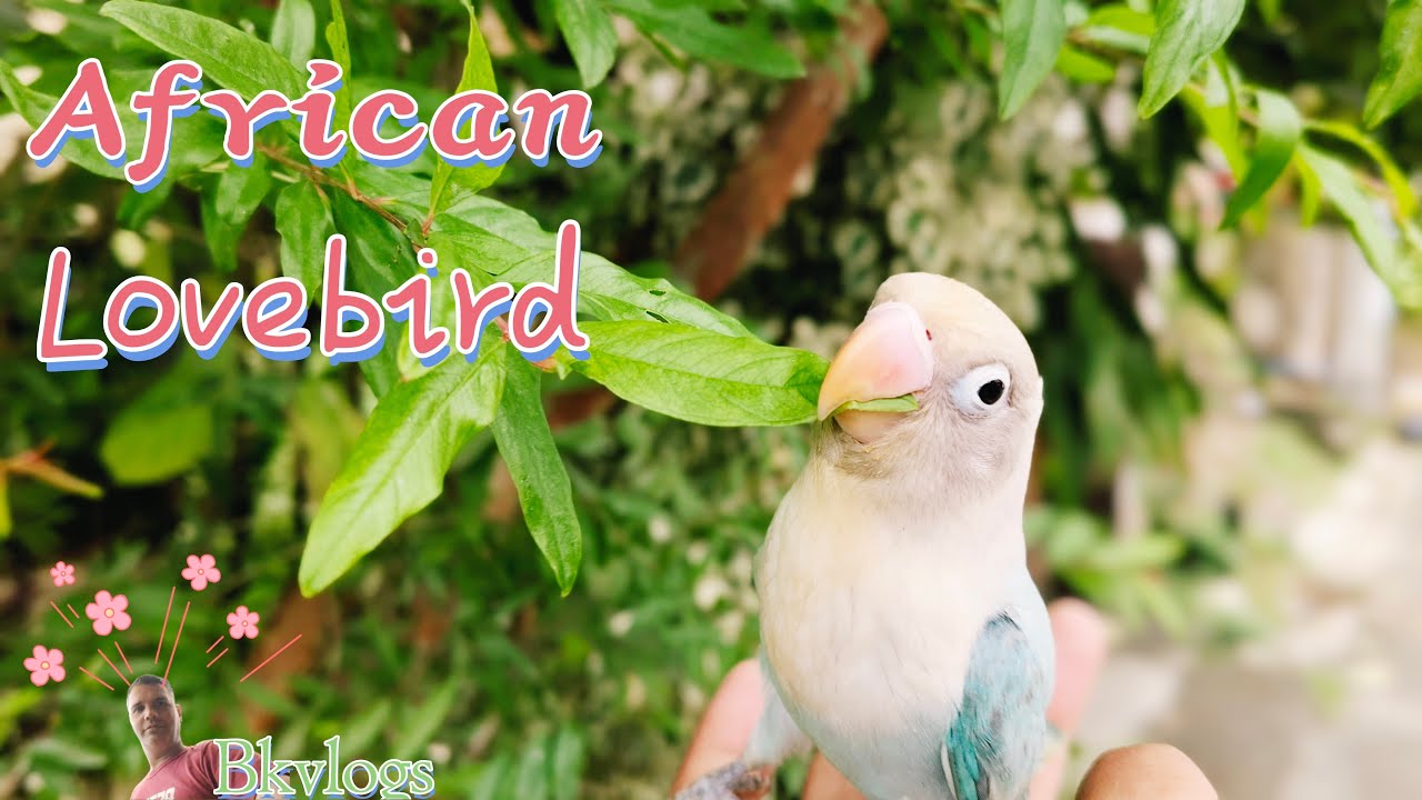 African Lovebirds 😊 🦜 Eating time ☺️ #Bago Kumar vlogs is live!