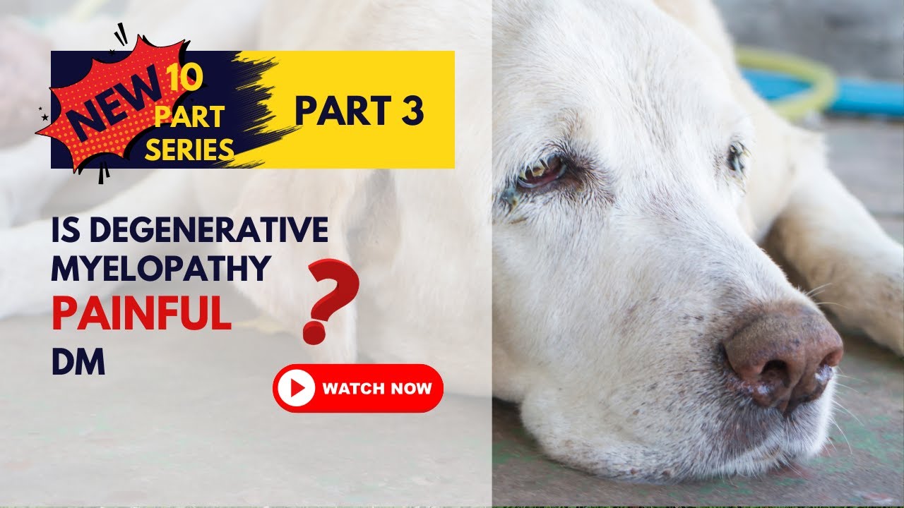 Is Degenerative Myelopathy Painful? Understanding Your Dog’s Experience