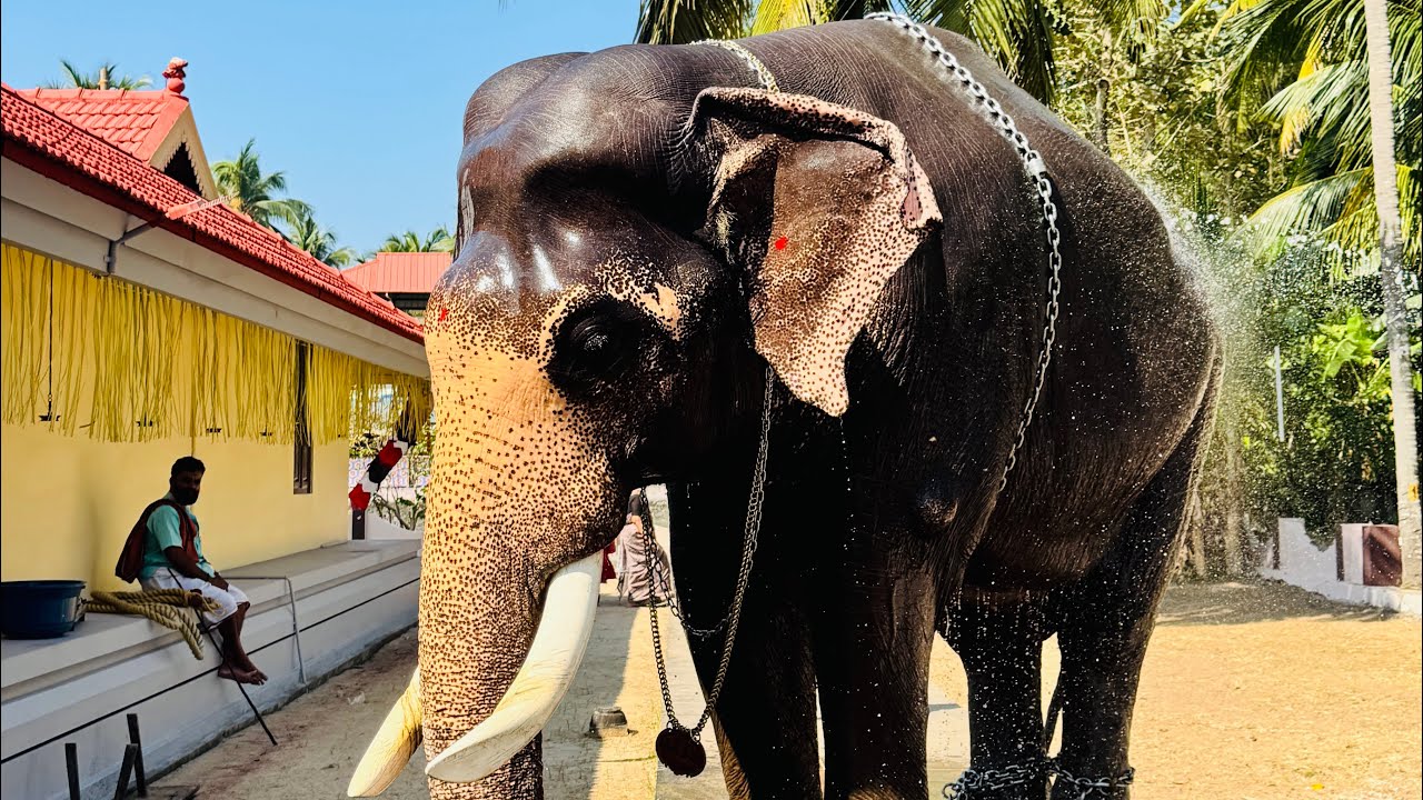 താമരയൂര് പൂരത്തിന് അണിനിരന്ന കോട്ടയുടെ കൊമ്പന്മാർ ഗോപികൃഷ്ണൻ കൃഷ്ണ രവികൃഷ്ണ ചെന്തമരാക്ഷൻ