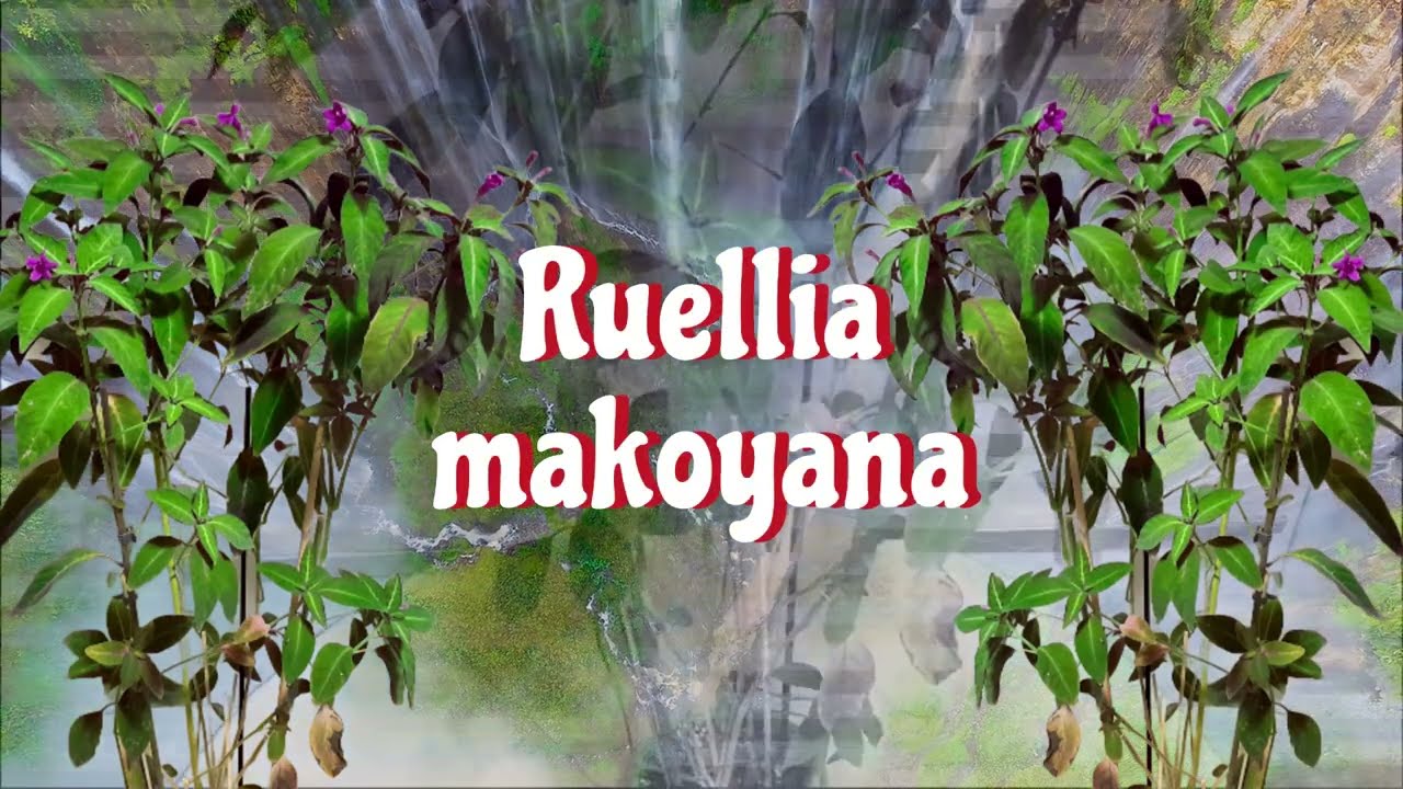 🙋RUELLIA MAKOYANA Y SUS CUIDDADOS