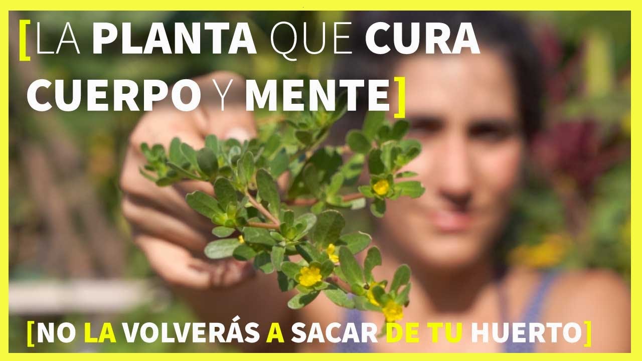 SUPERALIMENTO 🌱 MEDICINAL [Propiedades, Usos, Beneficios, Recetas]