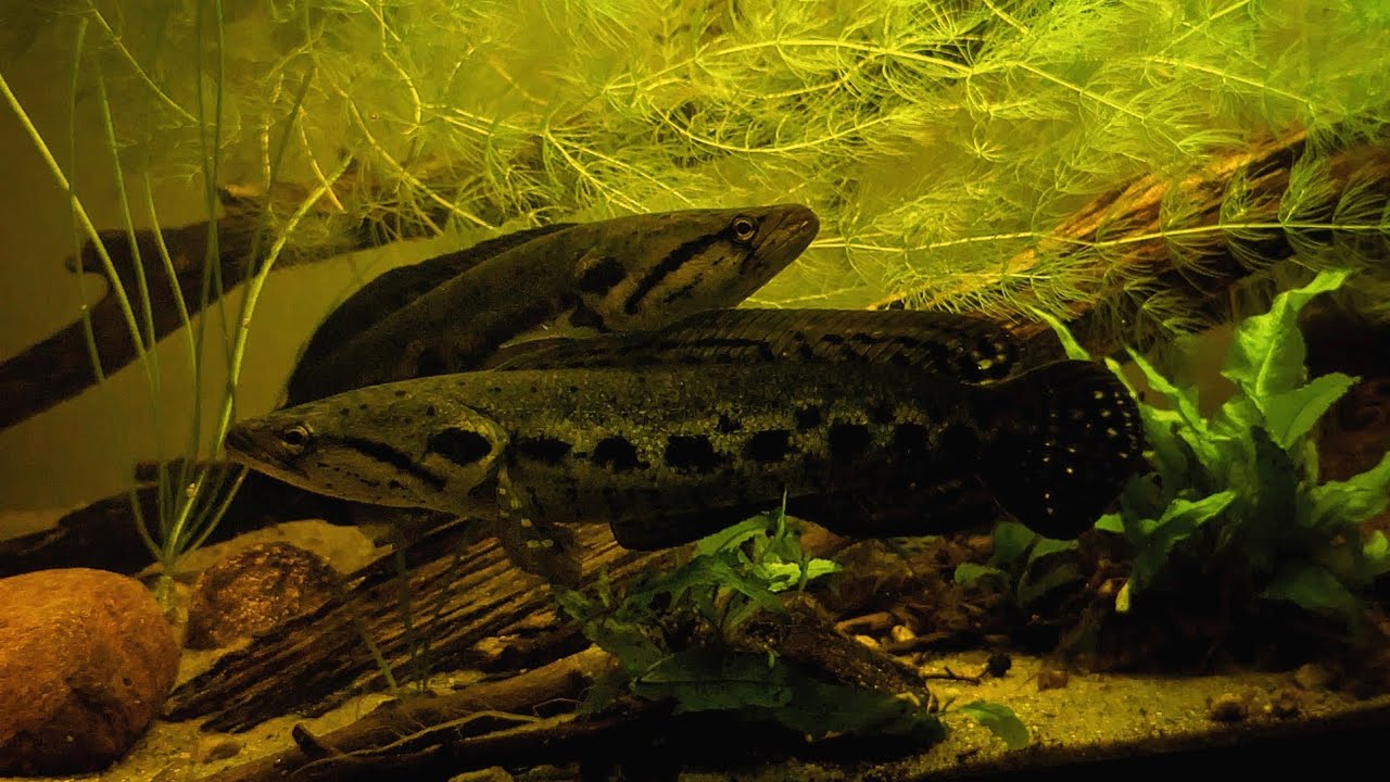 Forest snakehead. Channa lucius. Przekąska 