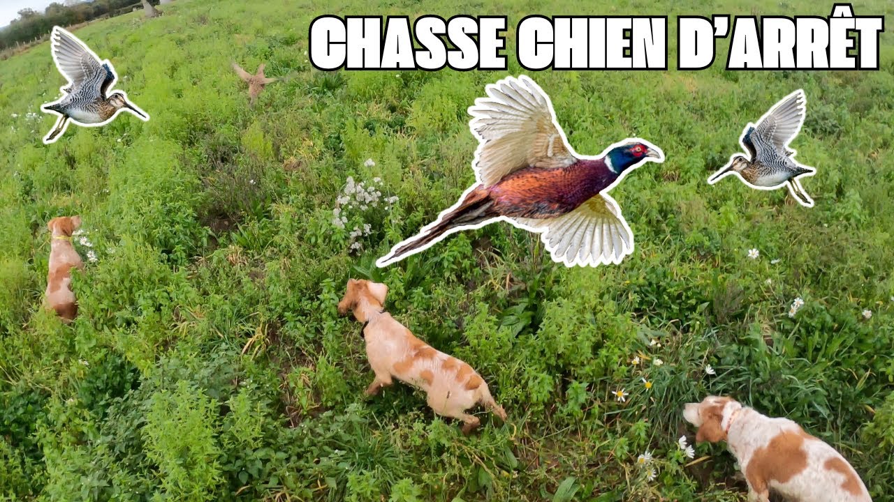 Compilation d'Action de Chasse à la Bécassine et au Faisan avec mes 3 Epagneuls Bretons !!!