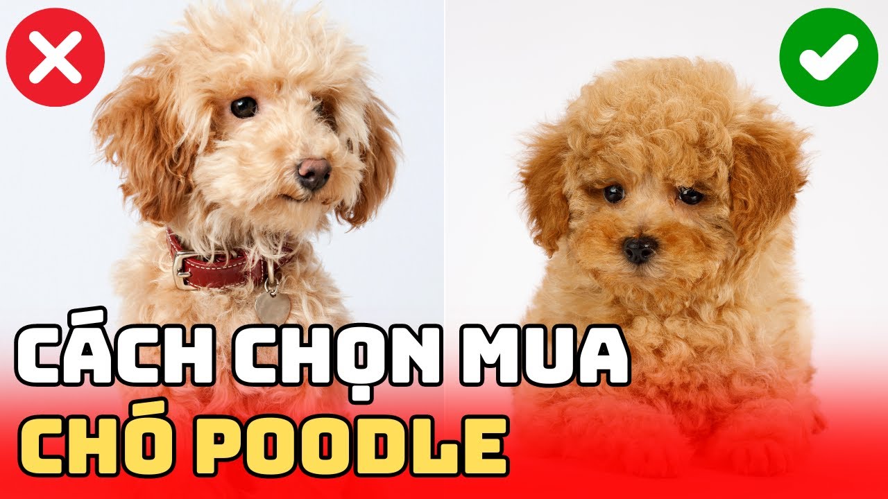 Đừng Mua Ch&oacute; Poodle Nếu Bạn Chưa Biết Điều N&agrave;y| B&aacute;c Sĩ Trung