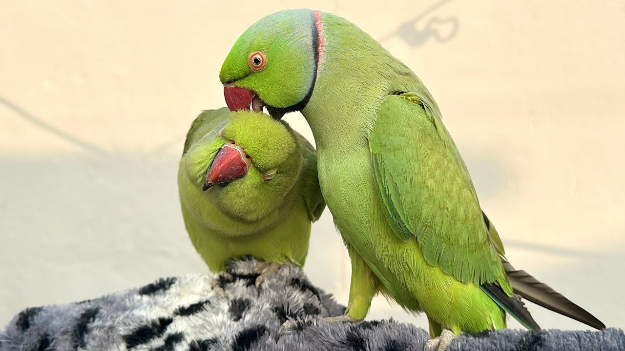 Parrot Celebrating Valentine's Day With Love 