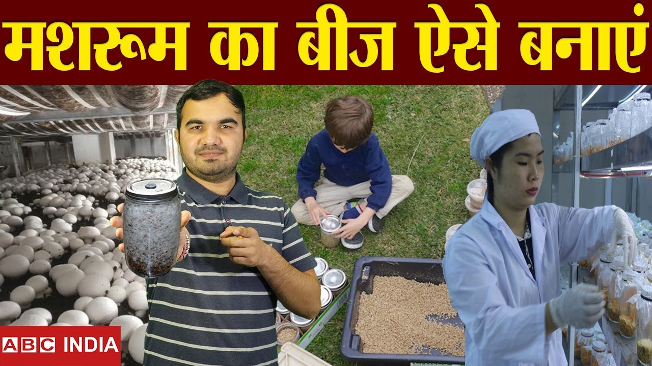 मशरूम का बीज घर पर ऐसे तैयार करें | How to make mushroom seed | mashroom seed | mushroom Ki Kheti