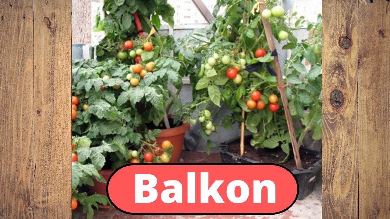 Pomidory na balkony i tarasy