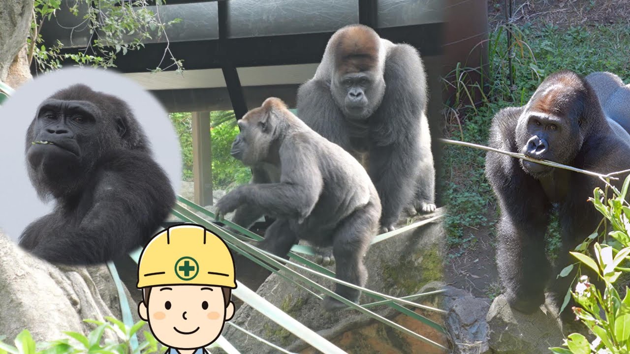 昨日上野にアニーが引っ越してきた。ゲンタロウは問題なし、ハオコはヘンだ！　上野動物園　ゴリラ　202511