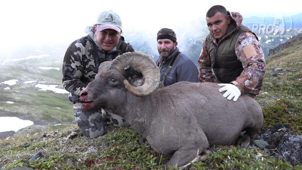 Kamchatka Snow Sheep hunt 4K