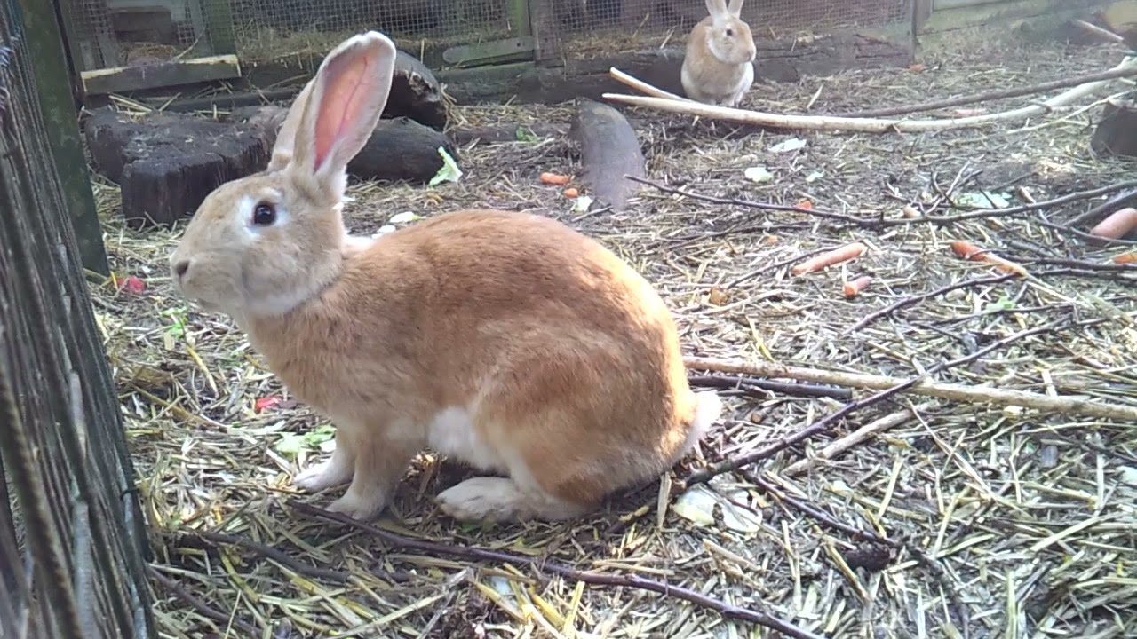 Kleintierzoo am Rammelsberg ( No Moderation )