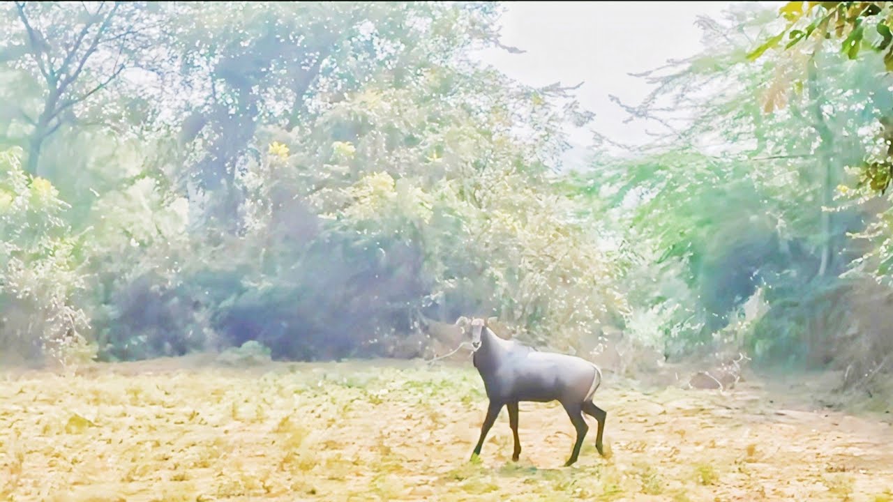 😫🦌 गांव में सबसे बड़ी प्रॉब्लम🙆 यह हमारे पाको 🌱 को खराब कर देती है💥 कोई सॉल्यूशन। 😫