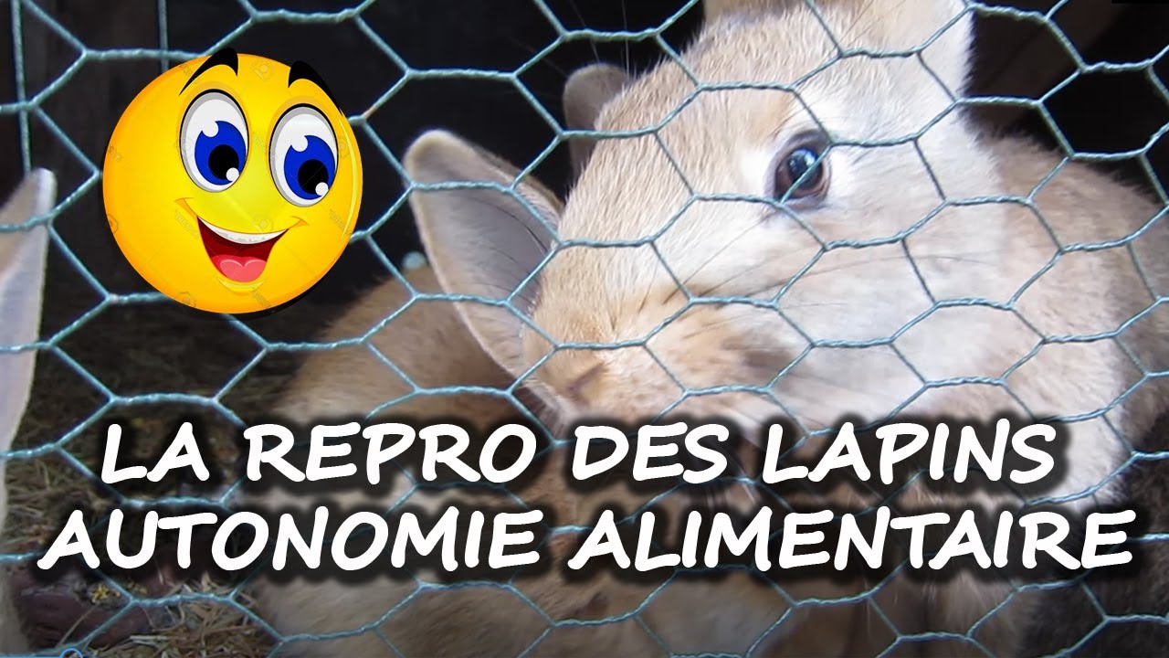 Reproduction dans l''élevage de Lapins - Autonomie alimentaire