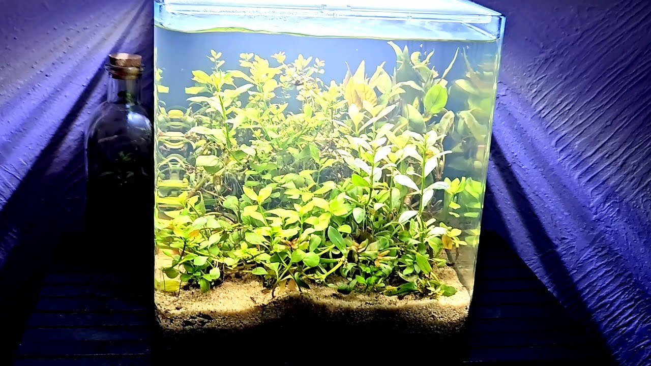 Transformando plantas emergidas a sumergidas en 1 mes 🪸 | Nano acuario paso a paso 🌿