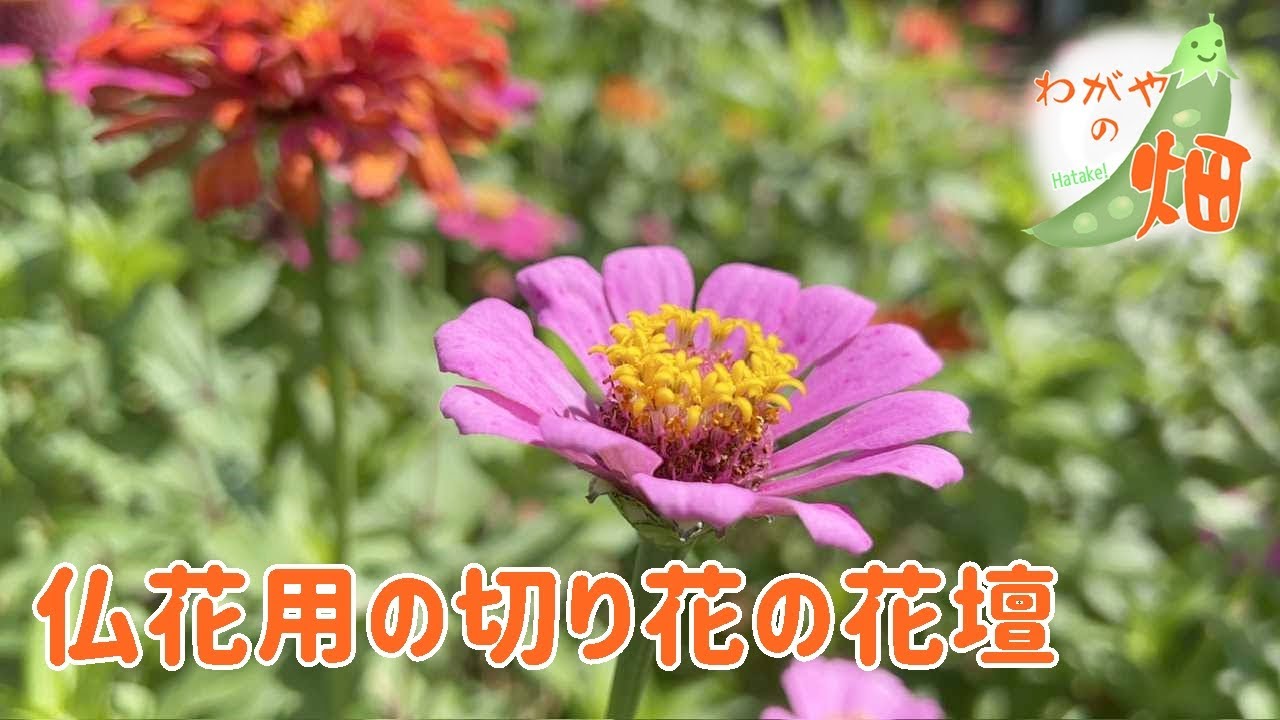 仏花用の切り花の花壇と柑橘類🍊
