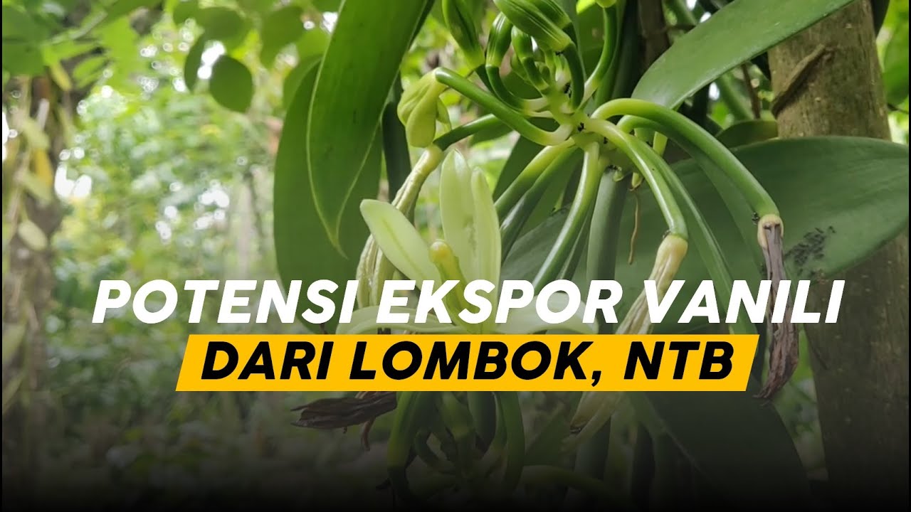 Potensi Ekspor Vanili dari Lombok | Karantina Pertanian Mataram