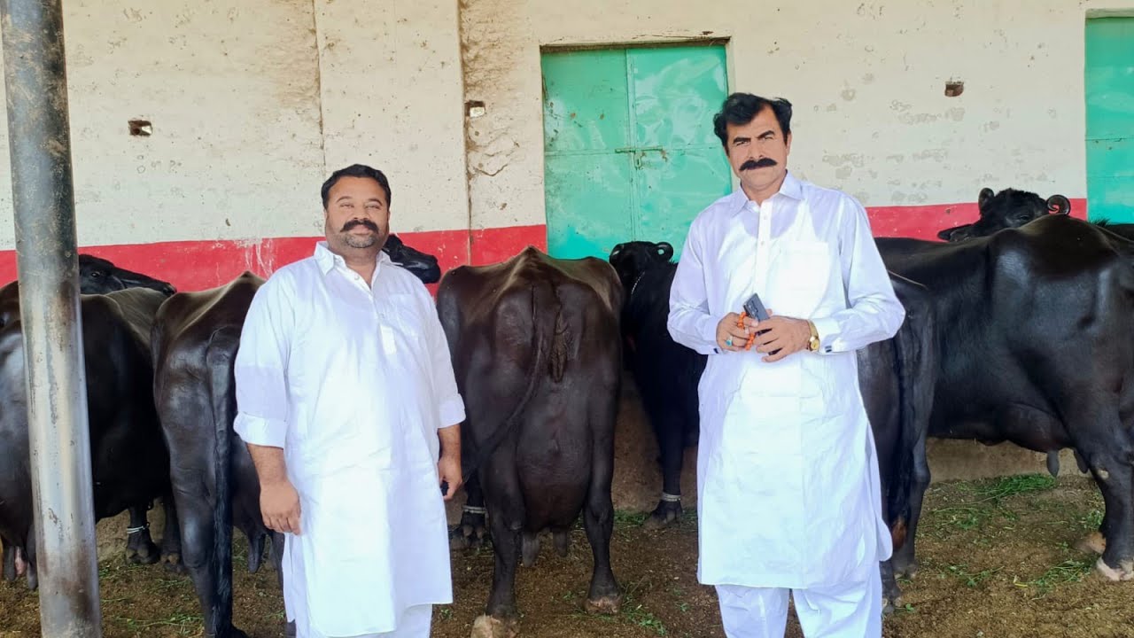 حاجی شوکت ڈوگر صاحب || سال 2025  کی کارکردگی || حصہ اول